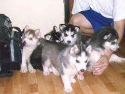 wunderschöne Siberian husky Welpen